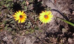 Die liefde van Christus dring ons